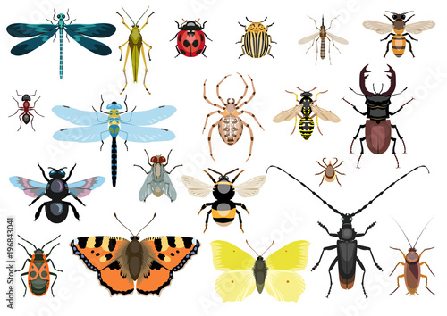 Insect collection, illustration, drawing, vector