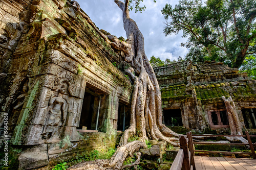 Tree in Ta Prom temple, Angkor, Cambodia