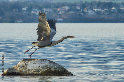 Obraz na plátně Great grey heron take-off