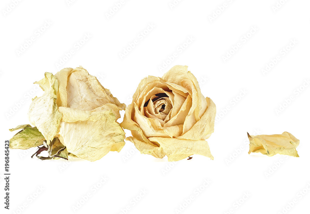Dried white roses and petal on white background Dried white roses and petal on white background