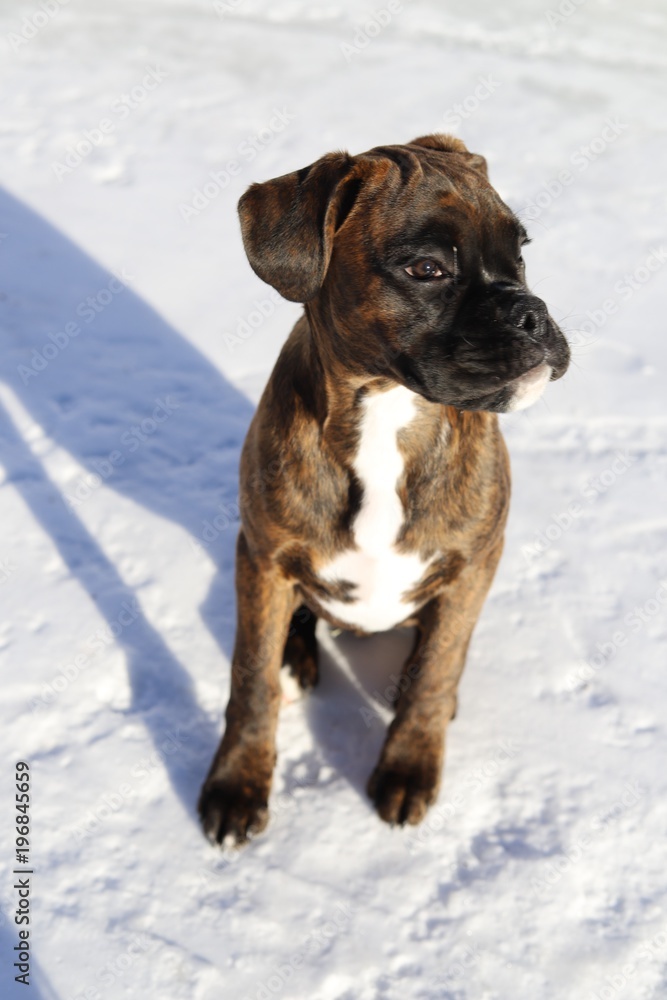 Cute boxer puppy