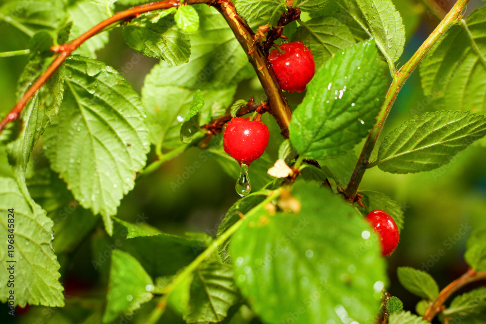 Obraz premium Cherry after rain, with drops.