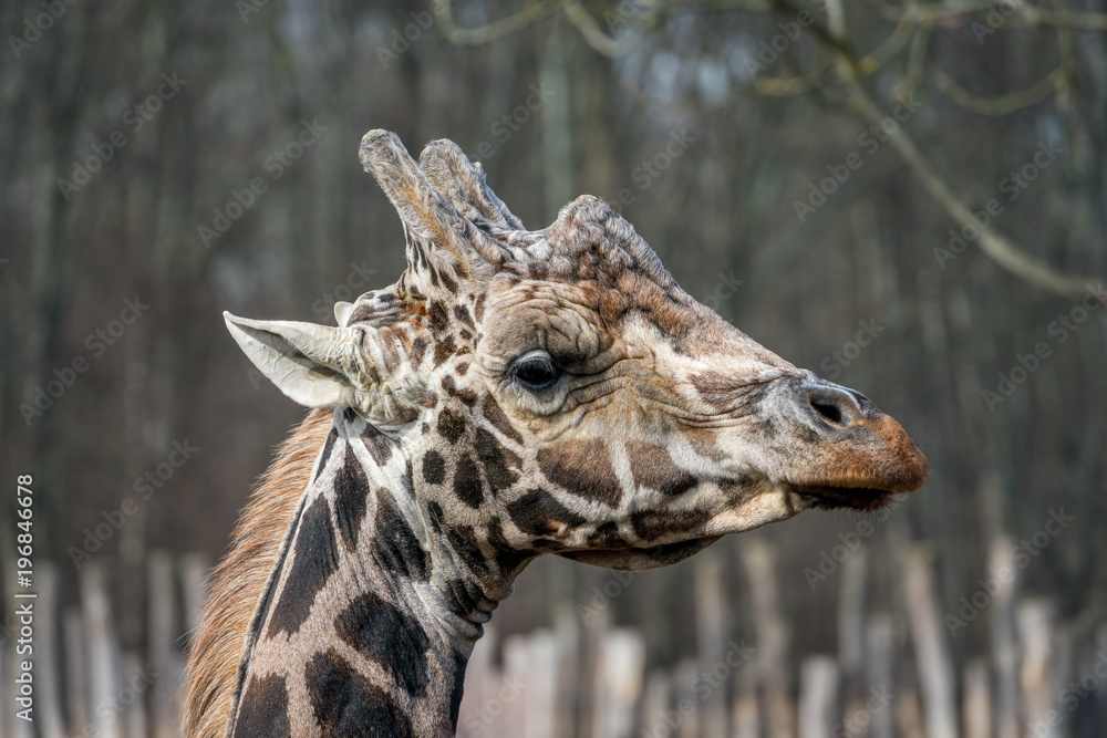Portait of a giraffe