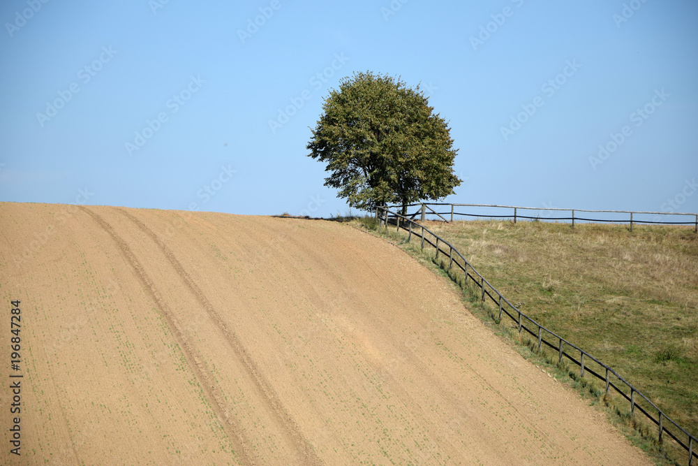 Obraz premium Baum auf einem Feld