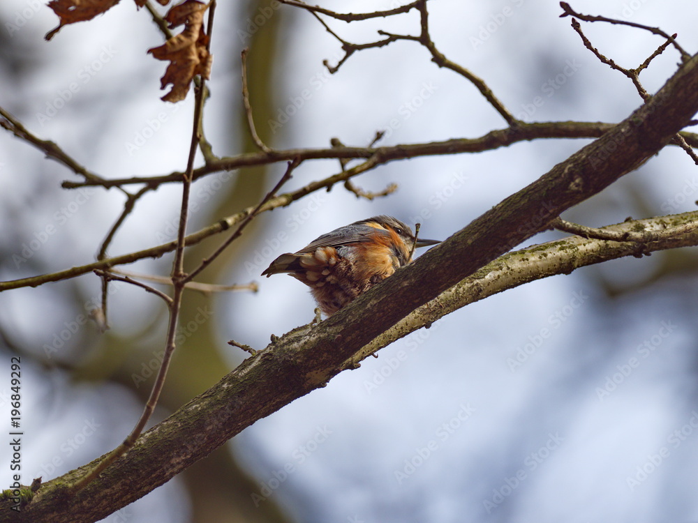 Kleiber auf Eichenast - Nuthatch on oak branch Kleiber auf Eichenast - Nuthatch on oak branch