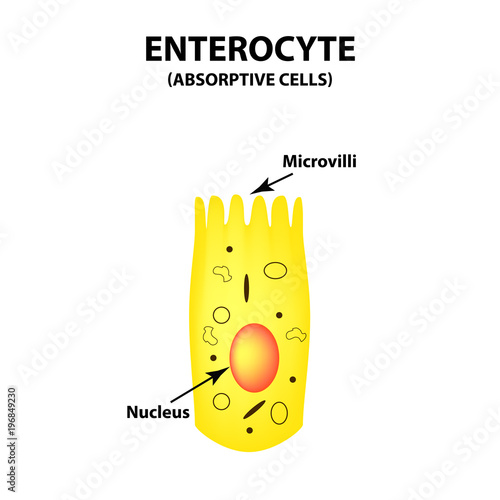 Structure of the enterocyte. absorptive cells intestine. Infographics. Vector illustration on isolated background. photo