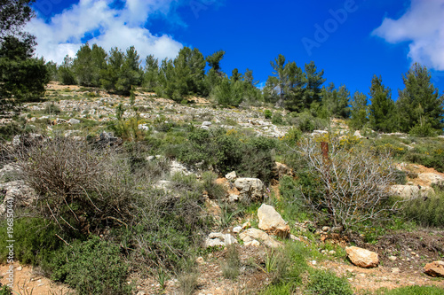 Landscape and nature at the White Valley near Jerusalem, part of the Israeli National Trek photo