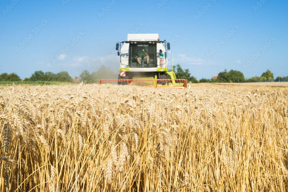 Fototapeta premium Combine harvester working in the field. Agriculture wheat food production. Growing crops. 