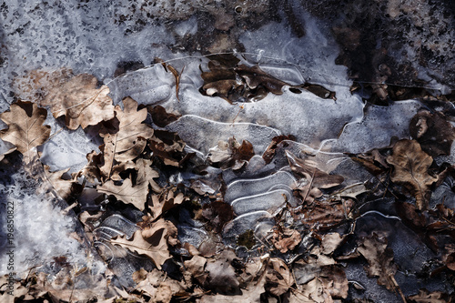 autumn oak leaves frozen in ice. Thin ice and the frozen sheet. Ice and dry autumn leaves background.
