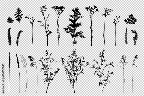 Big set of wild herbs silhouettes.