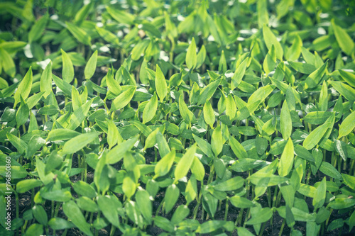 Young green seedlings, shoots and shoots. Selective focus