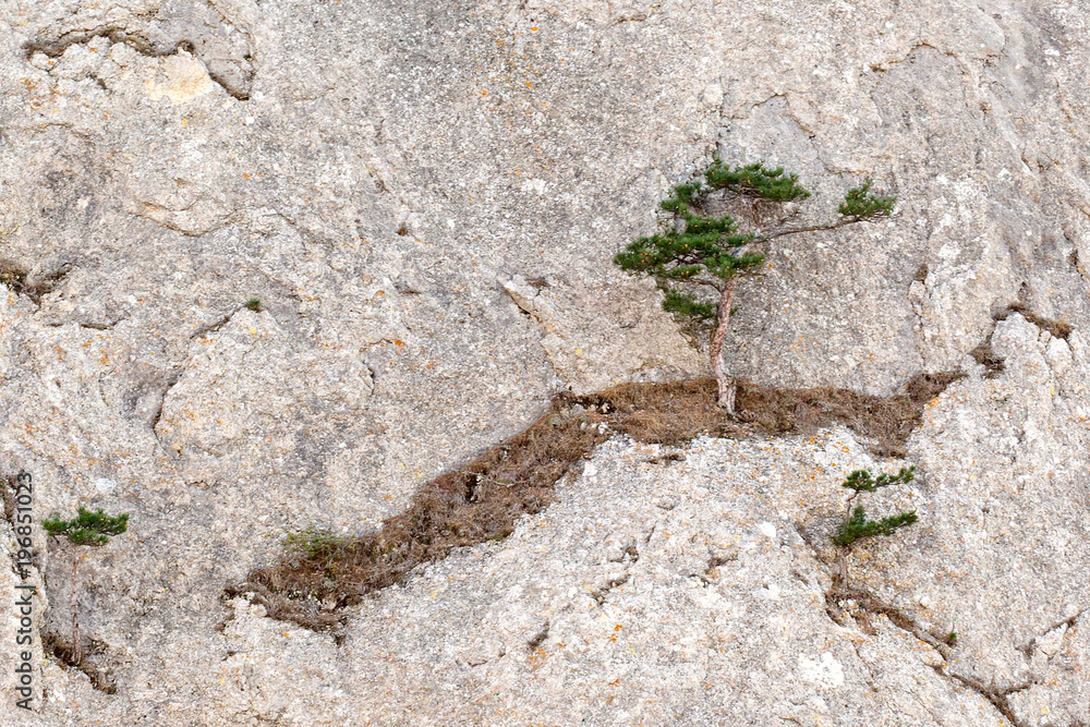 A lonely tree growing in the middle of the rock. A lonely tree growing in the middle of the rock.
