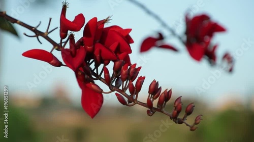 Erythrina lysistemon, Common Coral Tree, Lucky Bean Tree, Kaffir Boom or Transvaal Kafferboom deciduous tree with red flowers closeup macro, high definition movie clip stock footage. photo