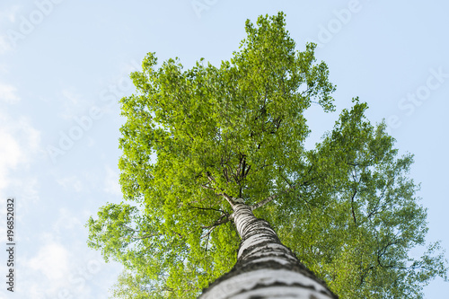View of the crown of the birch from the bottom up, a panorama of the crown of a young, green tree, against the blue sky. The theme of growth, spring