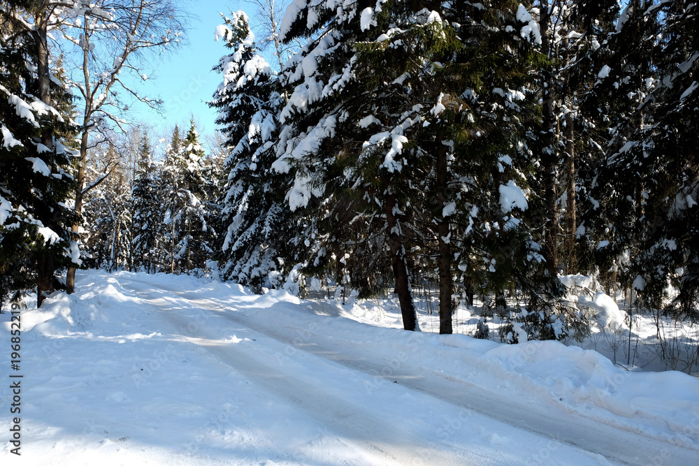 Fototapeta premium Beautiful landscape with suburban road in snow-covered high trees in shadows in the winter forest after snowfall on bright sunny day