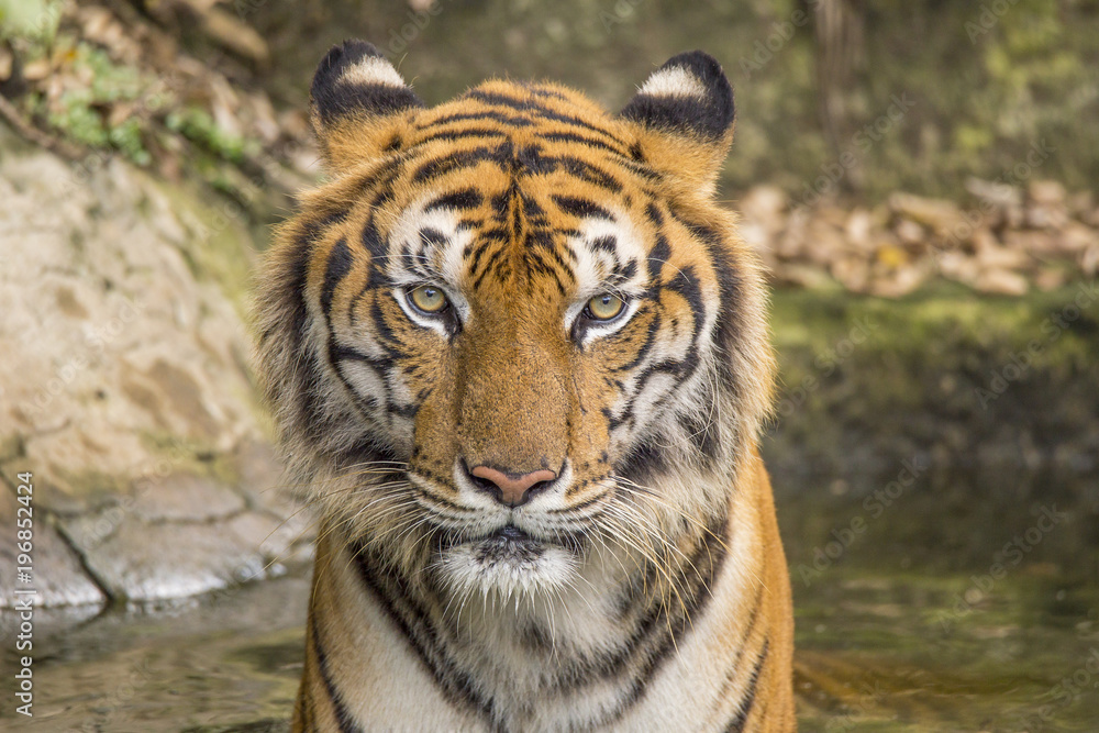 Fototapeta premium tigers' activities on a hot day