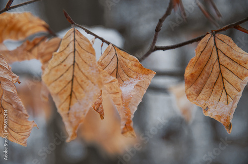 Orange beech leaves with snow in a winter forest