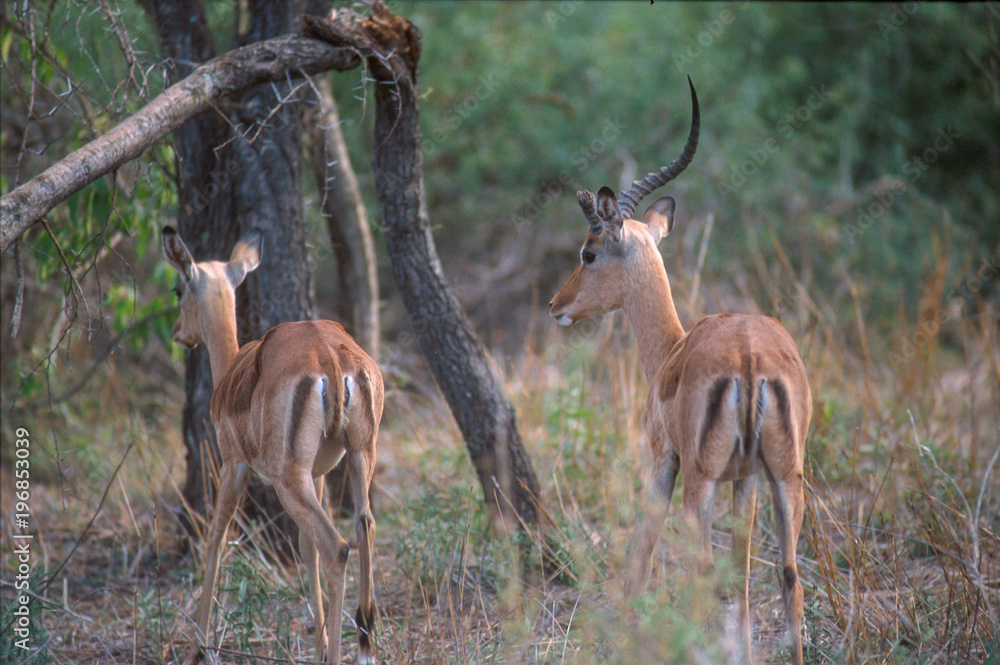 Kruger National Park, South Africa Kruger National Park, South Africa