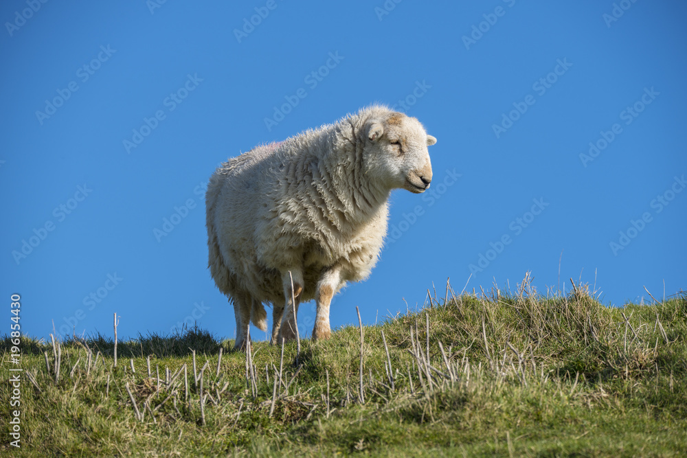 Profile of Sussex Downland Sheep in the Cuckmere Valley East Sussex, England Profile of Sussex Downland Sheep in the Cuckmere Valley East Sussex, England