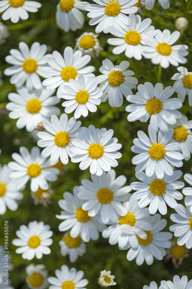 Fototapeta premium flora of Gran Canaria - marguerite daisy