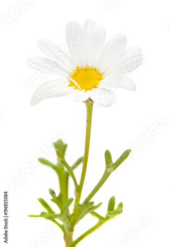 flora of Gran Canaria -  marguerite daisy