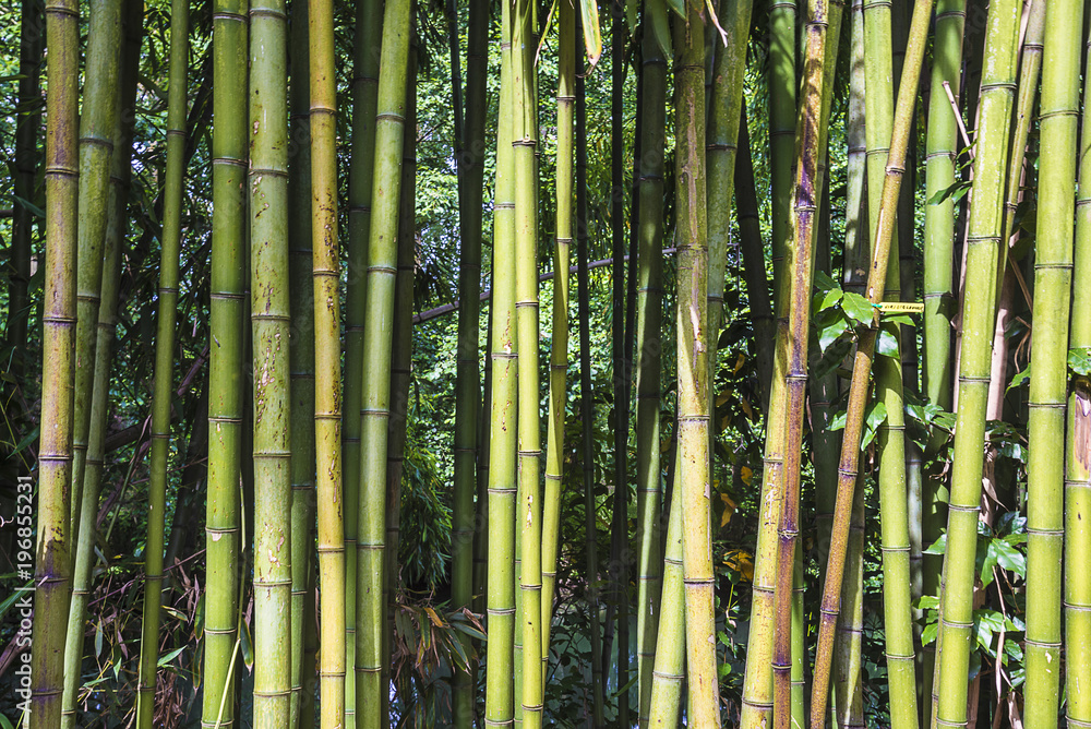 Beautiful natural background with bamboo trunks on sunny day Beautiful natural background with bamboo trunks on sunny day