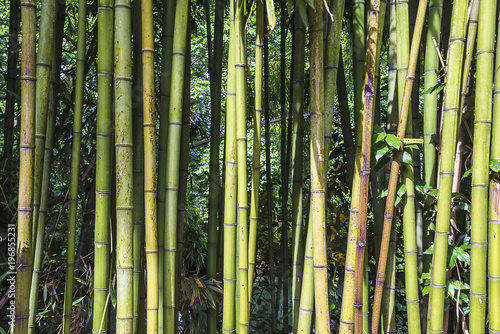 Beautiful natural background with bamboo trunks on sunny day