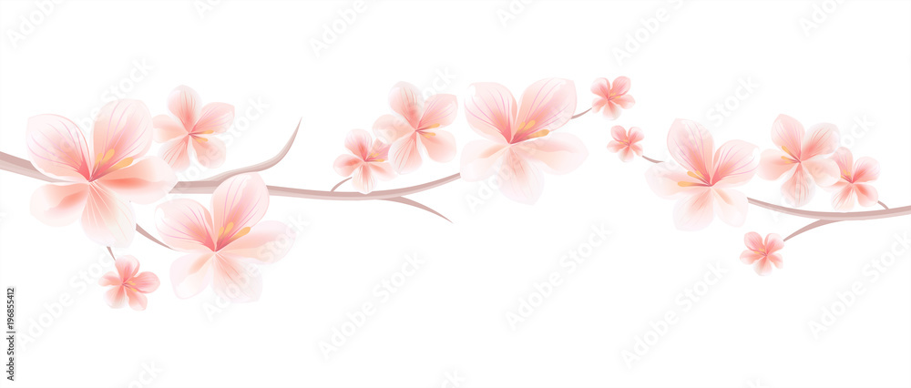 Branches of Sakura with Light Pink flowers isolated on White background. Sakura flowers. Cherry blossom. Vector Branches of Sakura with Light Pink flowers isolated on White background. Sakura flowers. Cherry blossom. Vector