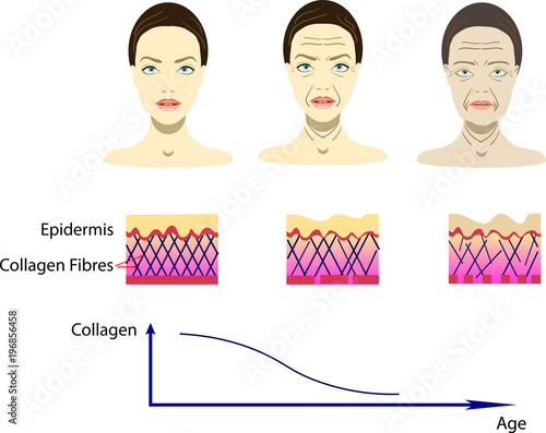 Vector illustration with aging process, scheme for cosmetological pictures