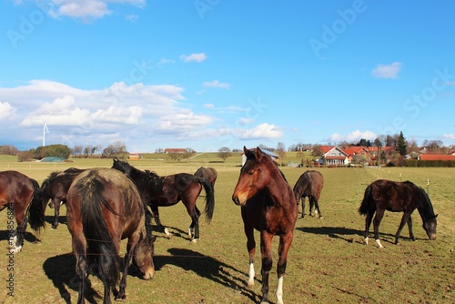 Herde temperamentvoller Pferde auf ihrer Weide, blauer Himmel, Frühling © Andie_Alpion