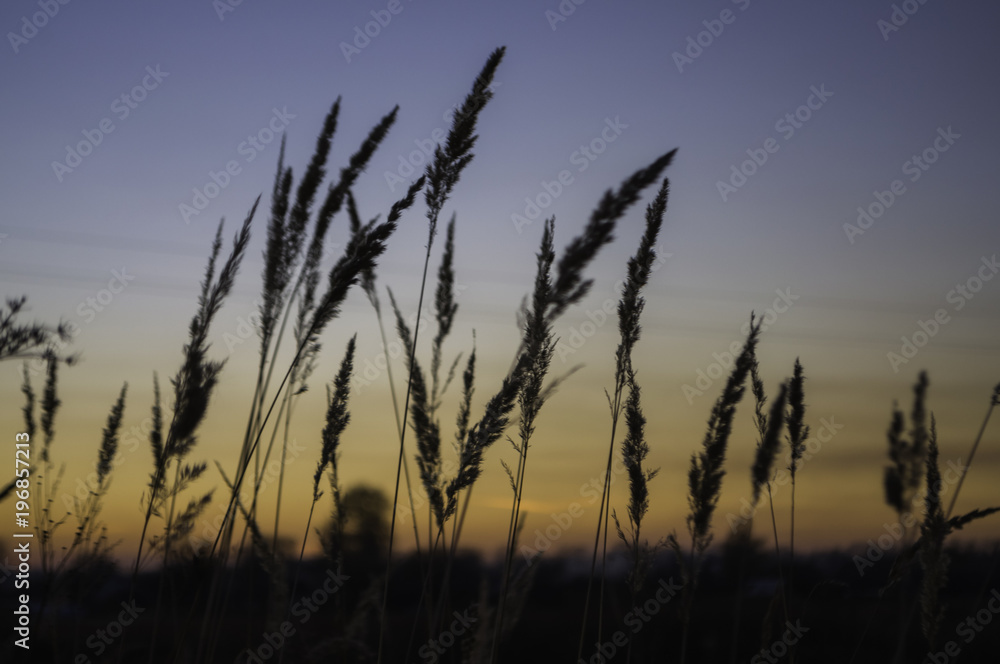 Brown dry grass in the meadow. Backround. Fall weather. Sundown and sunrises. evening in the autumn