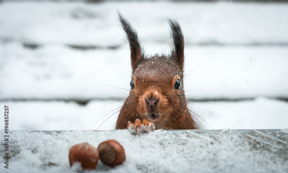 Eichhörnchen im Schnee - obrazy, fototapety, plakaty 