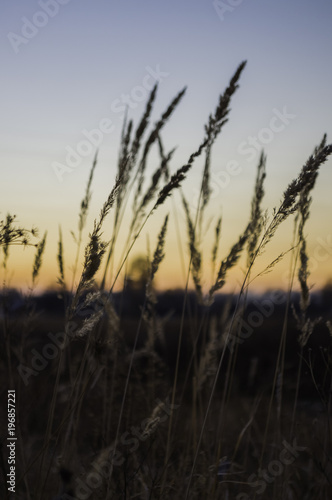 Brown dry grass in the meadow. Backround. Fall weather. Sundown and sunrises. evening in the autumn