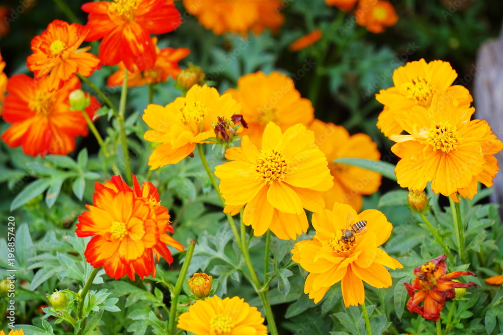 cosmos yellow star flower and bee in garden cosmos yellow star flower and bee in garden