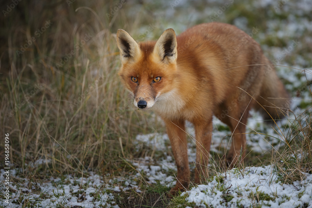 Fototapeta premium Red fox in evening light