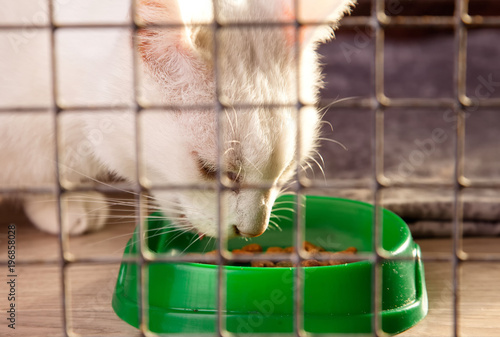 a gray cat in a cage eats dry food from a bowl