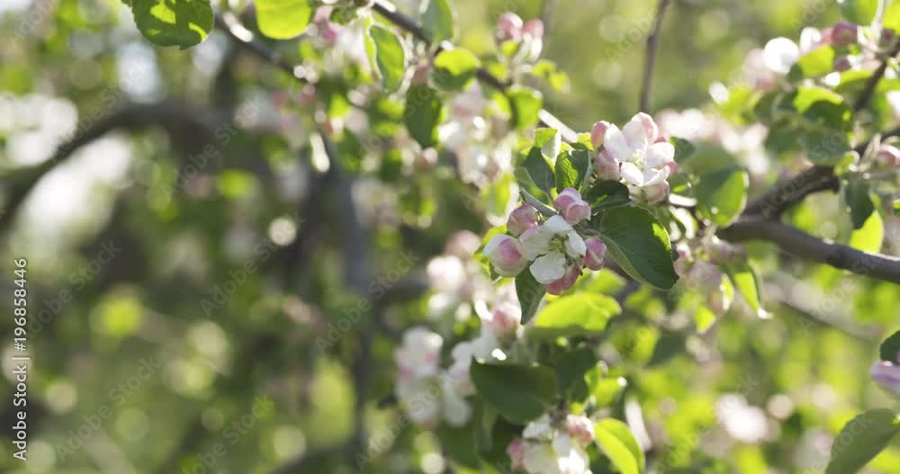 Slow motion blossoming apple tree in a garden Slow motion blossoming apple tree in a garden