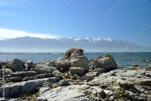 A seal basks at the sun in front of Pacific ocean. Kaikoura, South Island, New Zealand with southern alps