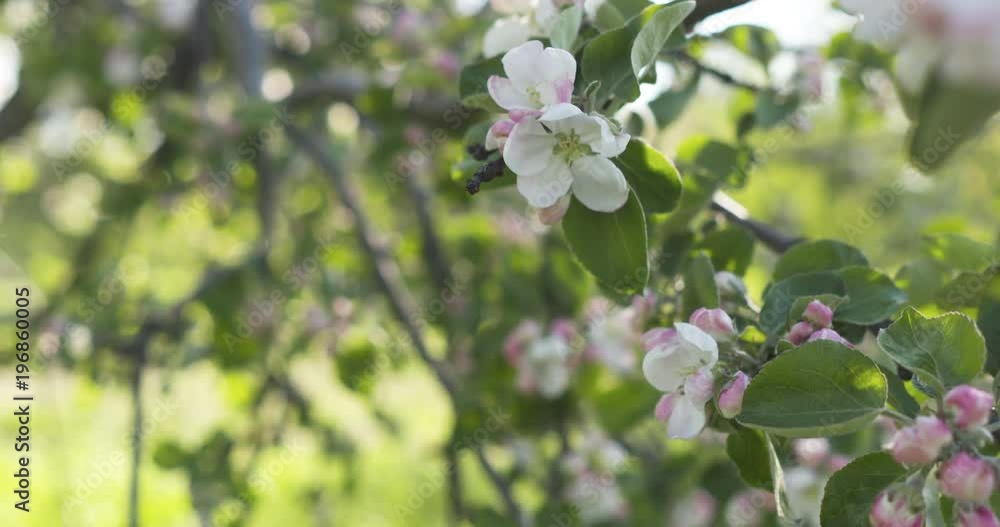 Slow motion blossoming apple tree in a garden Slow motion blossoming apple tree in a garden