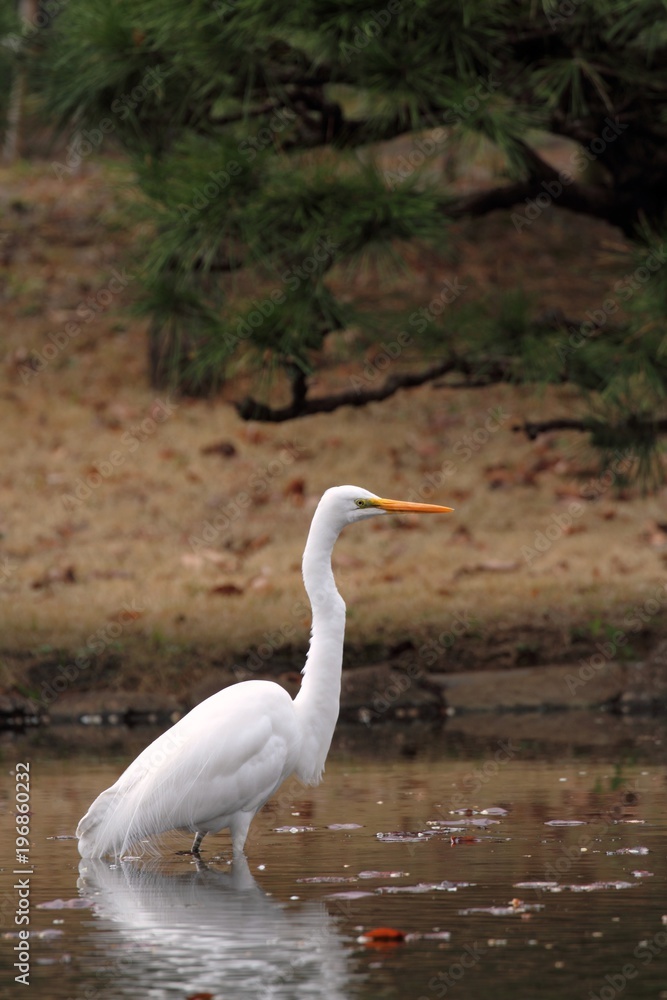 Great Egret (Ardea alba) in Japan - ダイサギ Great Egret (Ardea alba) in Japan - ダイサギ