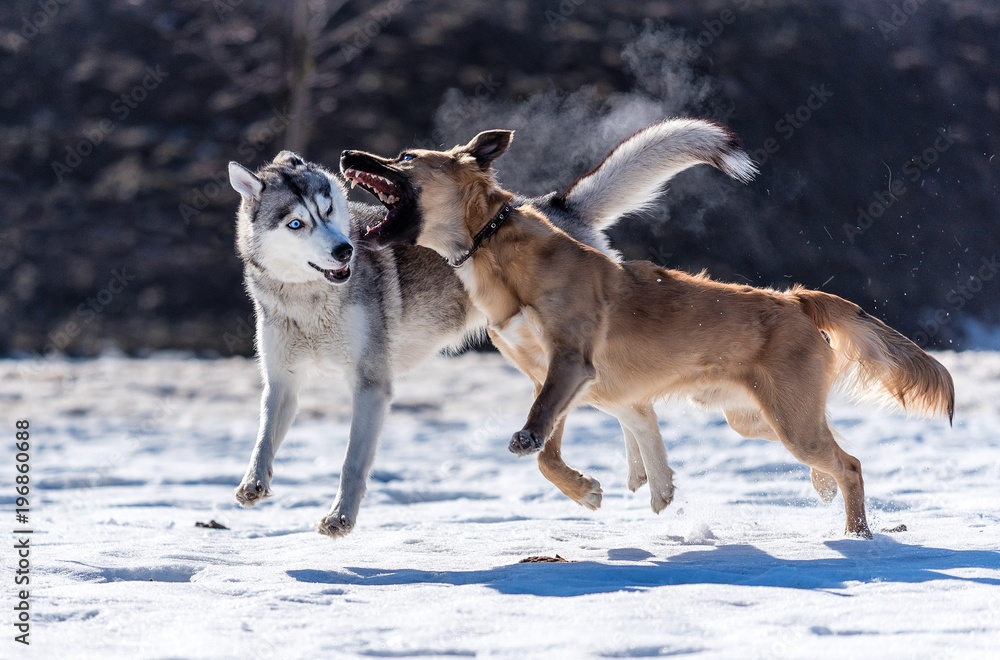 Husky plays with another dog in the snow against the sun Husky plays with another dog in the snow against the sun