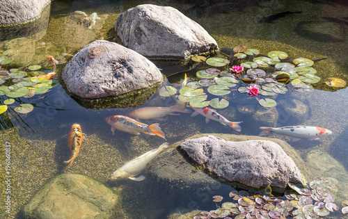 Decorative fish in pond
