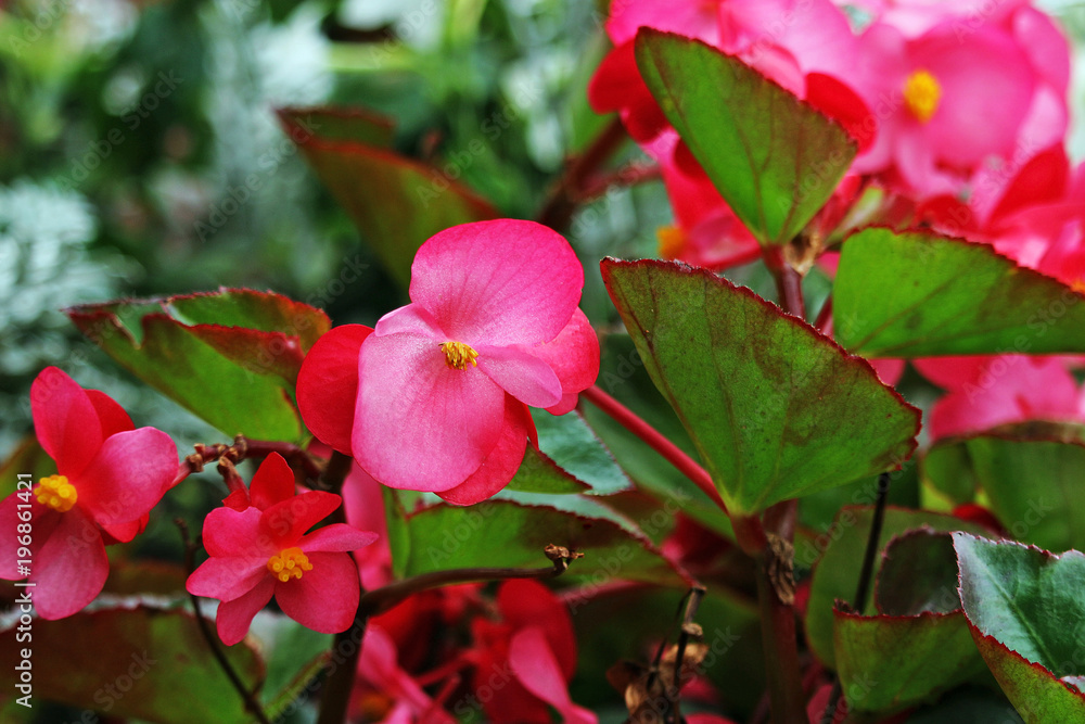 Beautiful red spring flowers Begonia blooming in the garden. Beautiful red spring flowers Begonia blooming in the garden.
