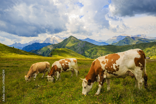 Summer landscape  alpine pass and cows  Passo Giau with famous Nuvolau peaks in background  Dolomites  Italy  Europe