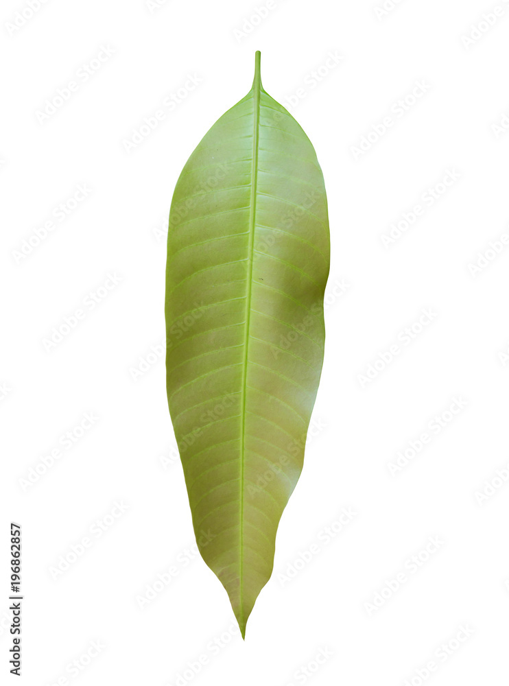 Obraz premium Mango leaves on a white background.