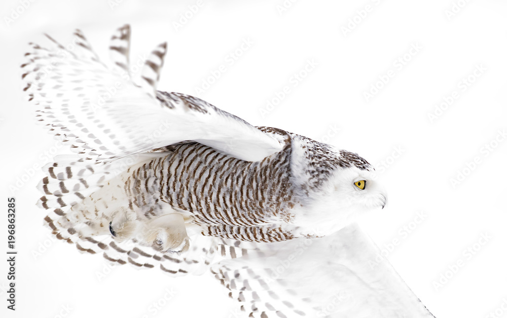 Obraz premium Snowy owl (Bubo scandiacus) isolated on a white background flies low hunting over an open snowy field in Ottawa, Canada