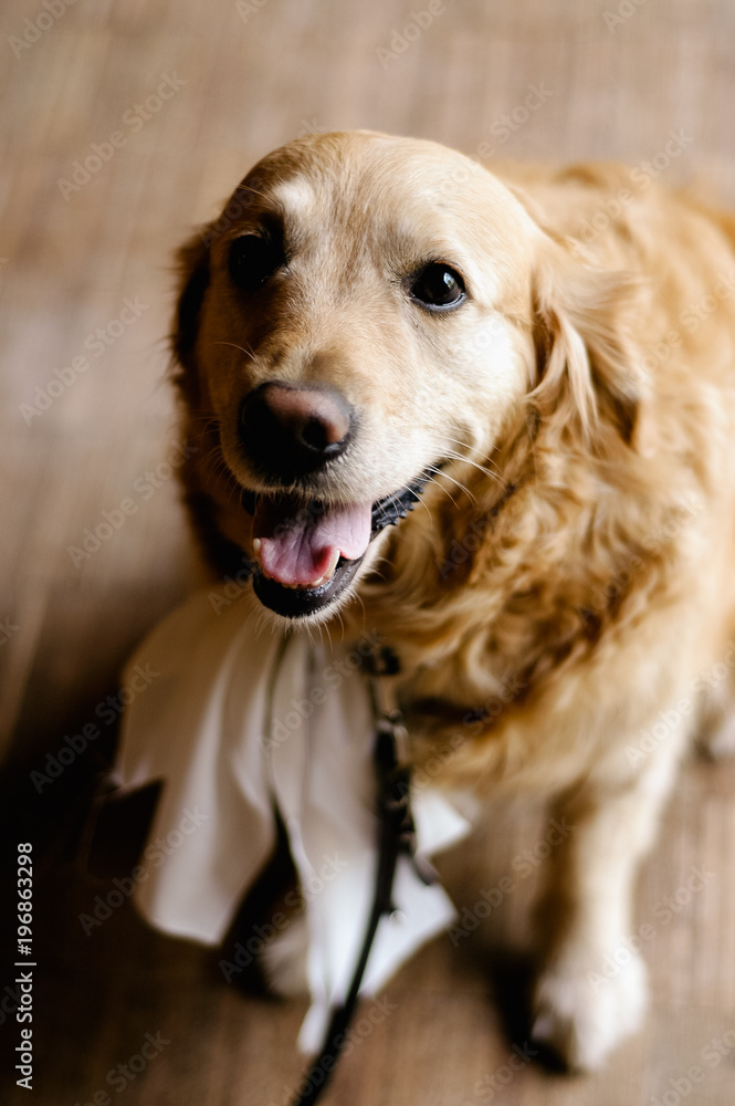 Golden Retriever dog wearing white satin bow tie or festive ribbon as collar for wedding party attire
