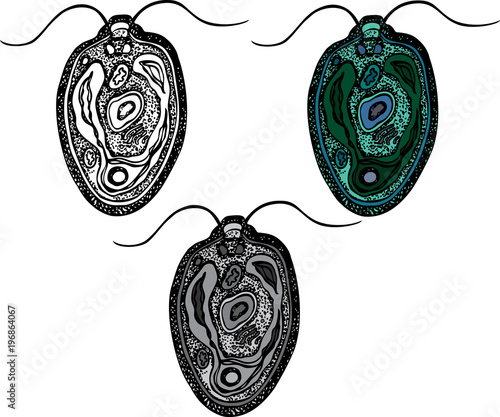 Chlamydomonas - green algae, chlorophyta