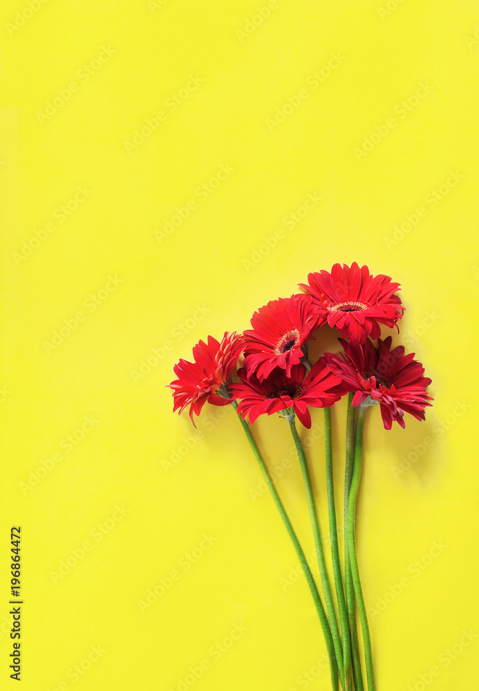 Red gerbera on yellow background
