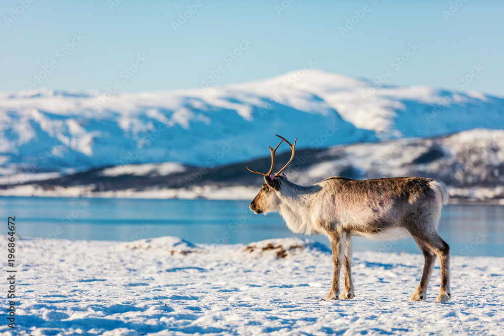 Obraz premium Reindeer in Northern Norway